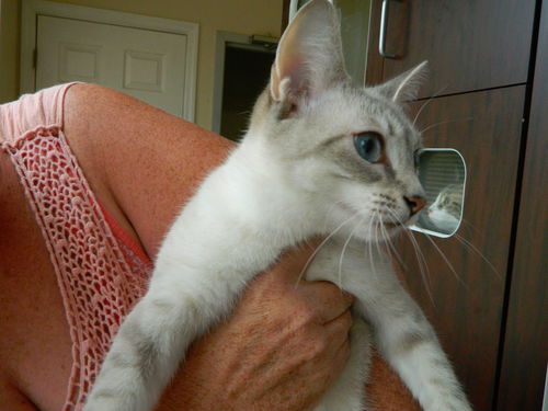 Gracie