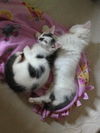 Smudge