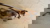 Brindle