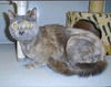 Rose: declawed