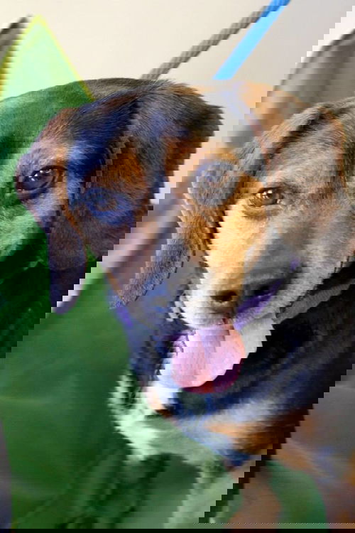 Trixy