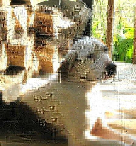 Gracie: Owner died.