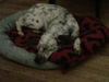 Toby: Courtesy Post