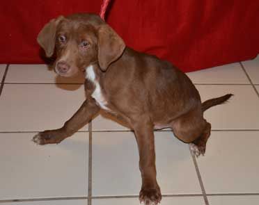 choc. lab