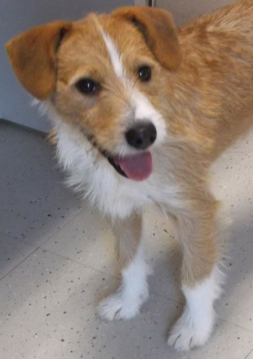 McScruffins:  ADOPTED