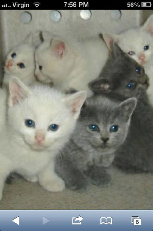 Winter Wonderland Kittens: 1 left