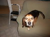 Louie