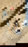 Skippy