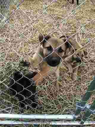 german shep pups