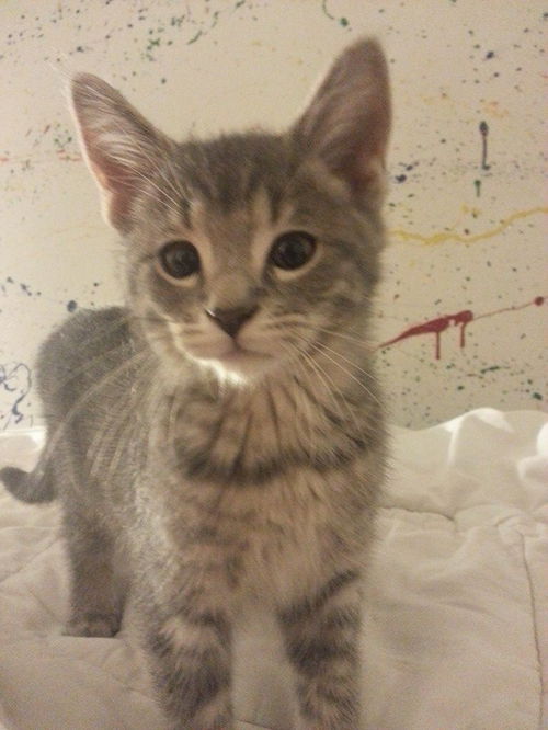 Silver Kittens: Middletown