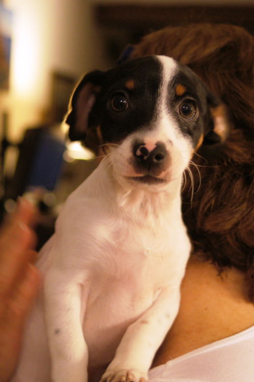 sheltie/ fox terrier pup-1 left