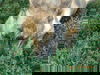 Bones: Terrace Park