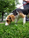 Snoopy