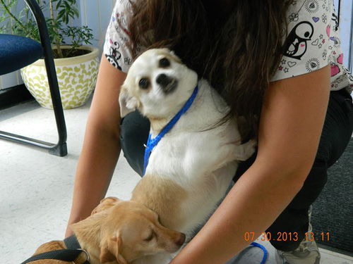 Bear: Lap Dog