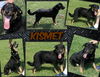 Kismet