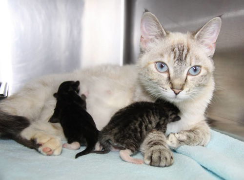 Crystal & kittens, ready 8/15/13