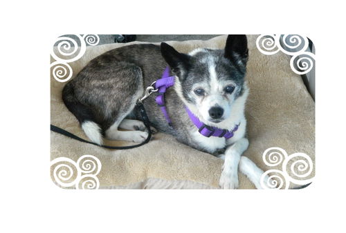 Duchess (aka Granny)