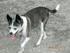 Duchess (aka Granny)