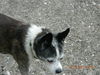 Duchess (aka Granny)