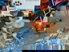 Honey Bear: Finneytown