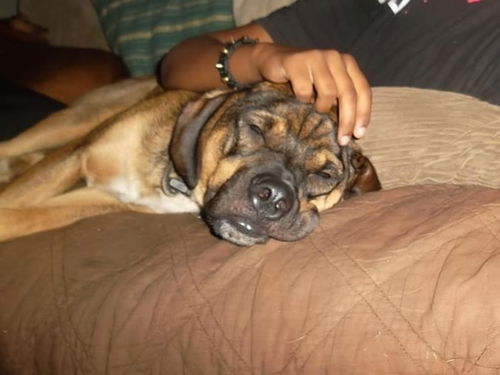 Bruno