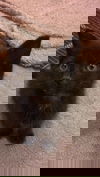 Little Bitsy aka Little Bitty Kitty
