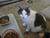 Apple Blossom:  Polydactyl & Double Jointed