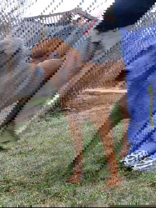 Roscoe