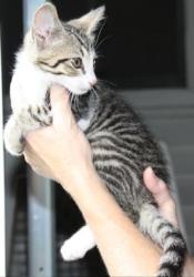 Tigger