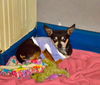 Roscoe: AKC Chihuahua, Mt. Orab