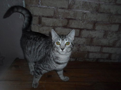 Hercule