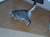 Hercule