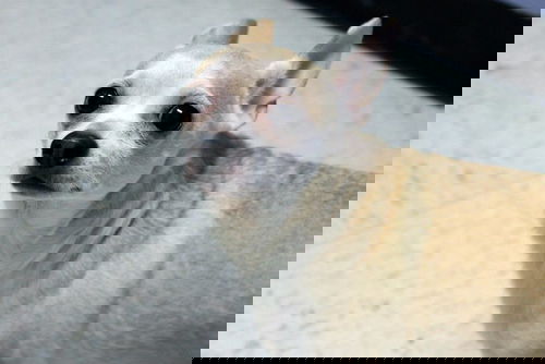 Herman