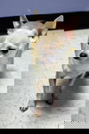 Herman