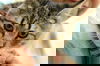 Mittens