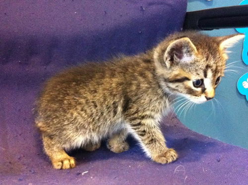 Manx Babies:  Tiny & Tim,  2 m left