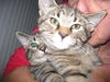 Manx Babies:  Tiny & Tim,  2 m left