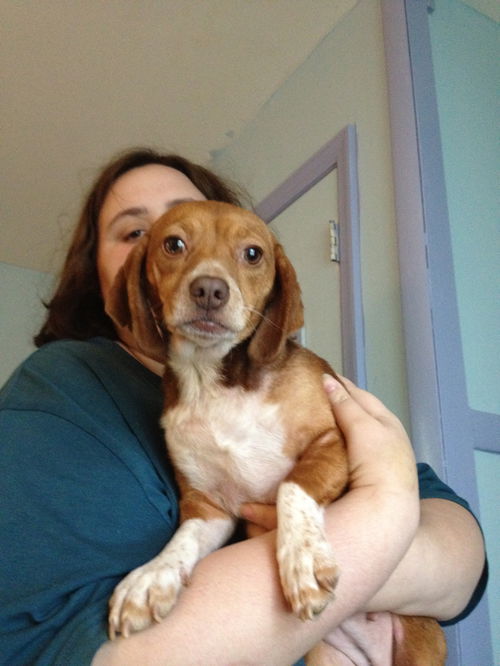 Daisy the Dappled Doxiegle