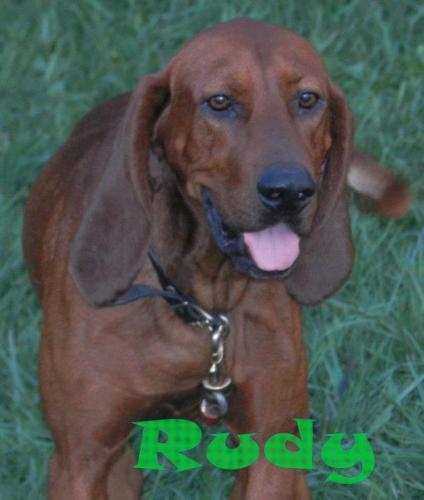 Rudy: PUREBRED