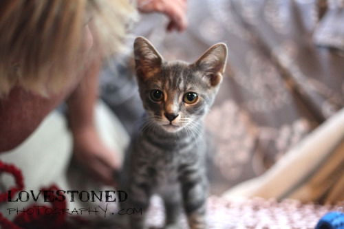 Toyger: Madeira