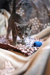 Toyger: Madeira