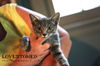 Toyger: Madeira