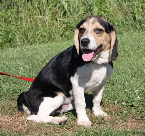 Augie Dawggie: LOVES kids & cats