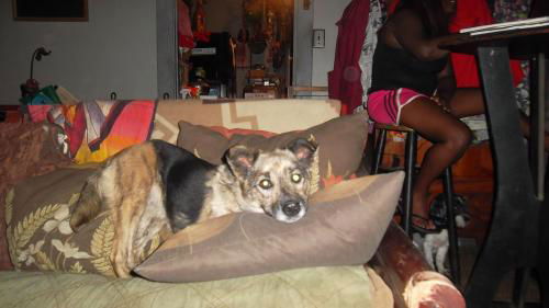 Maui- apartment dog!