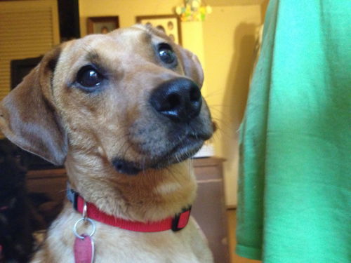 Milo: Loveland
