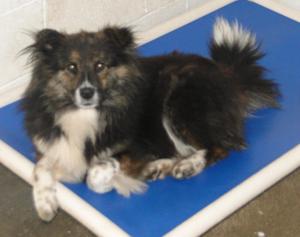 sheltie girl-pending