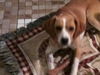 Douggie: Loves Kids!