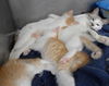 Marshmallow's Kittens:  1 left