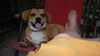 Goochy Goo-