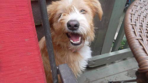 Smiling Daisy